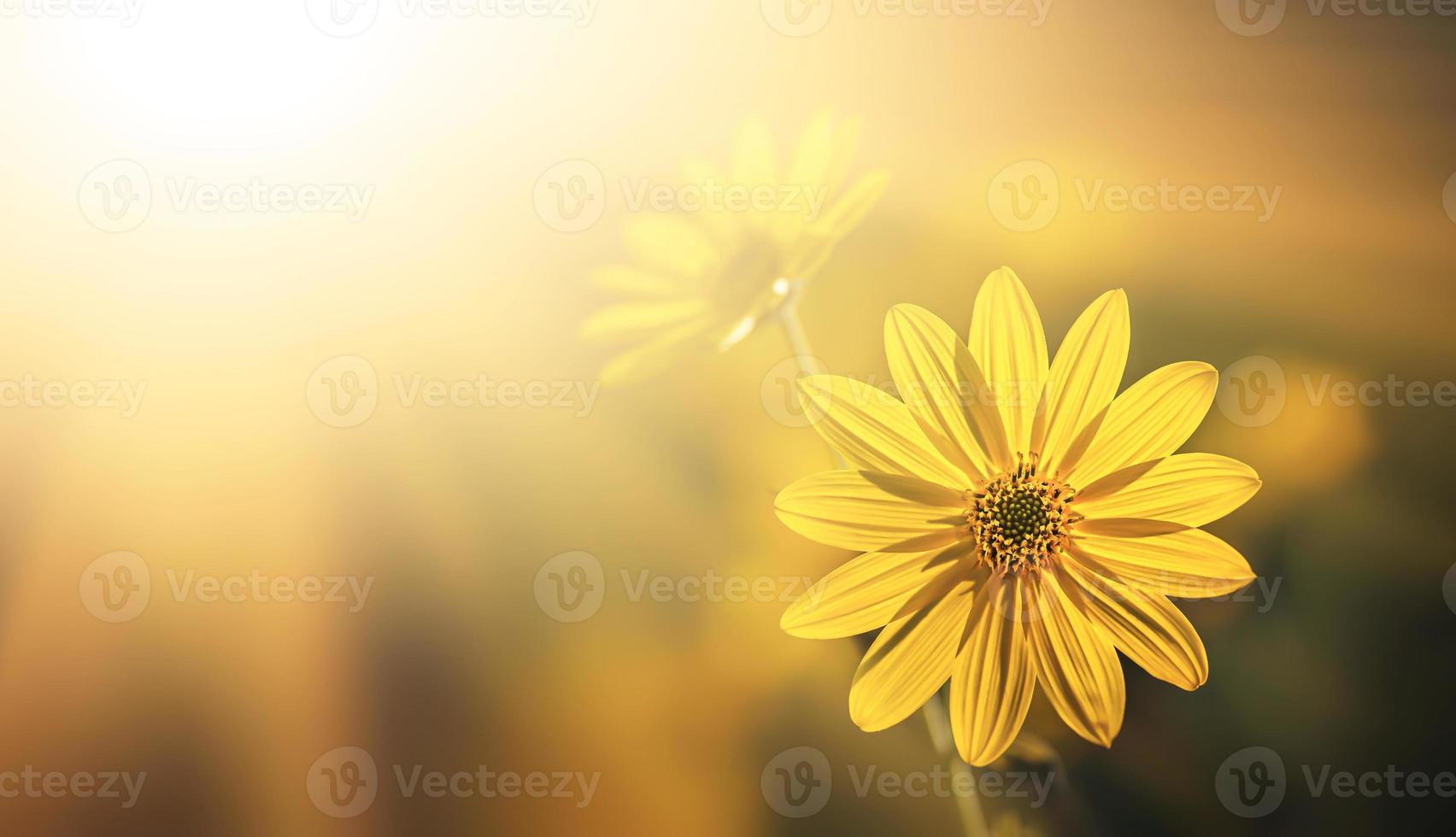 Jerusalem artichoke flowers photo