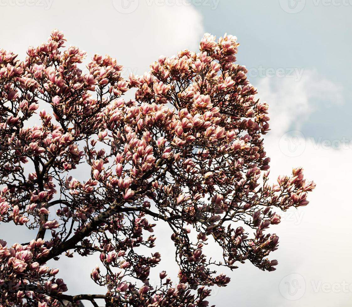 Magnolia tree blossom. photo