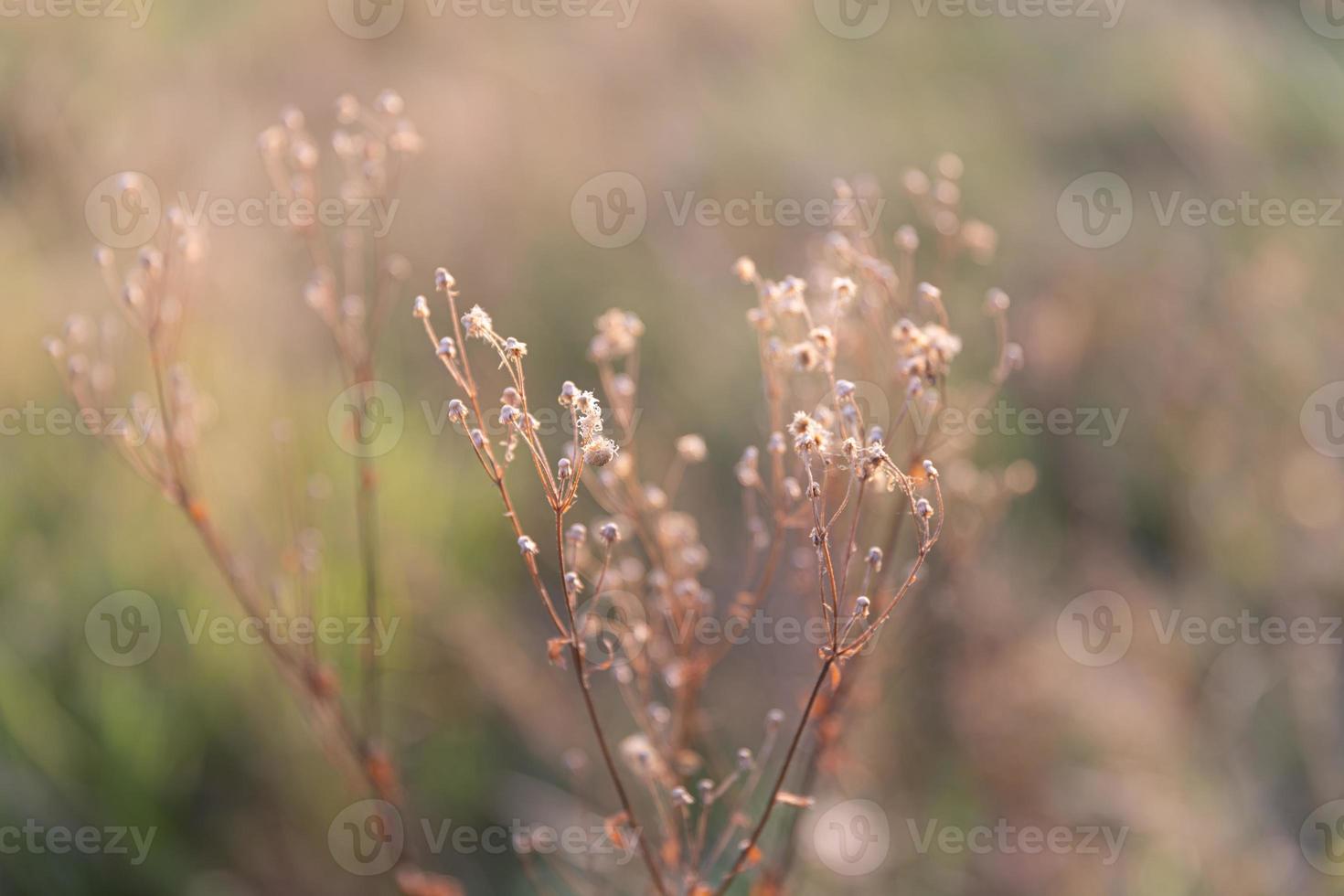 escena con hierba silvestre a la luz del sol foto