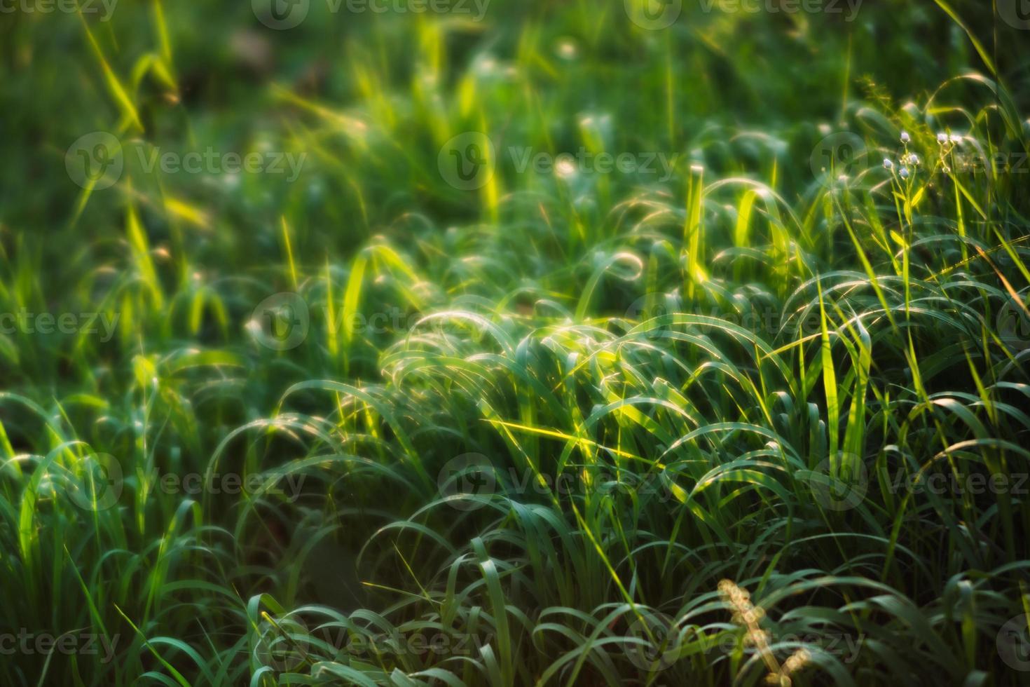 Scene with wild grass on a sun light photo