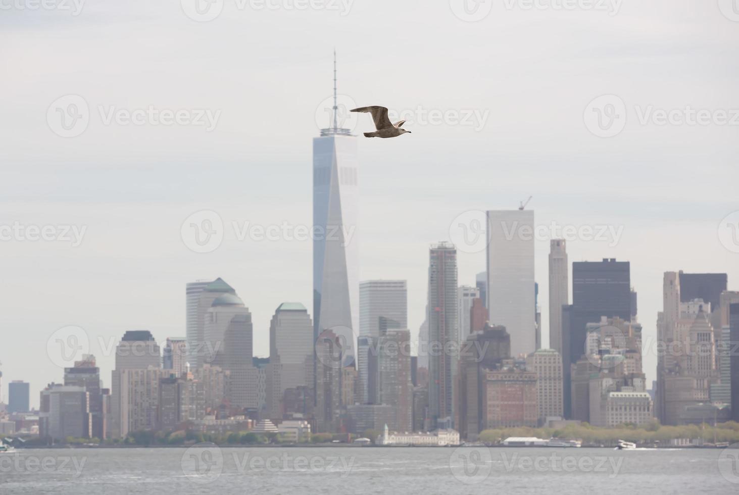 Seagull flying against the background of Manhattan photo