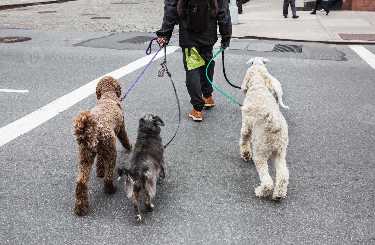 Dogs on the streets of NYC photo