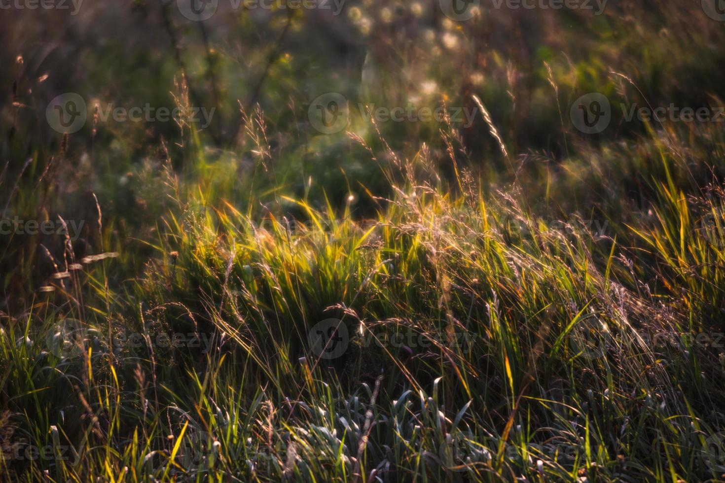 escena con hierba silvestre a la luz del sol foto