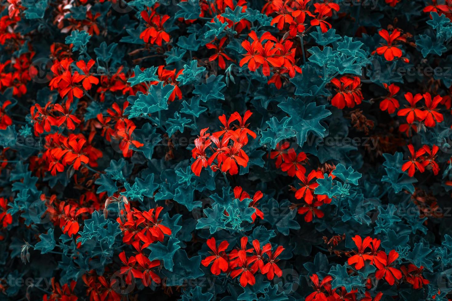 Colorful floral background photo