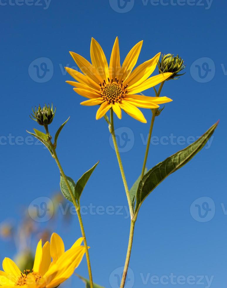 Jerusalem artichoke. Topinambur 18721227 Stock Photo at Vecteezy