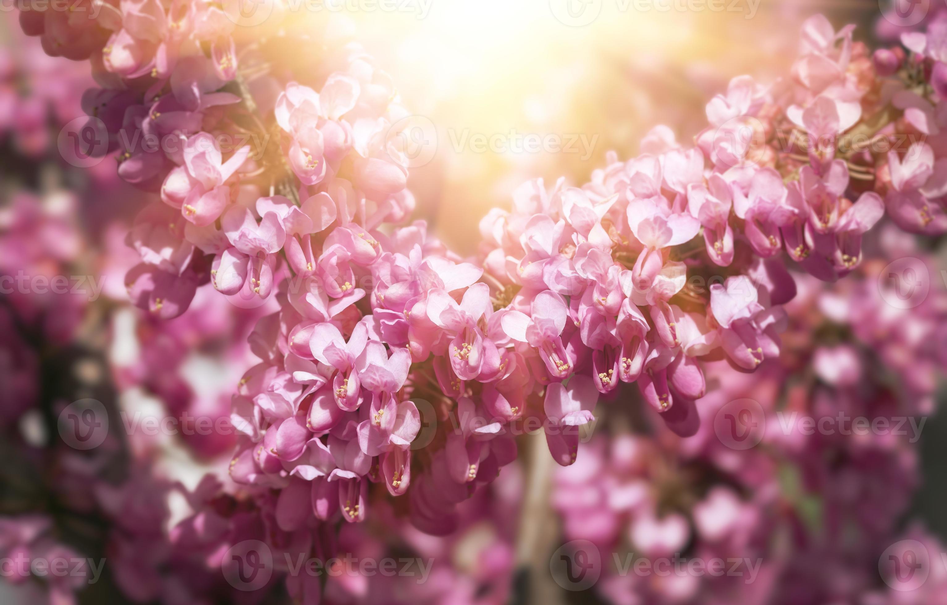 A close-up of pink flowers on Judas tree. 18721963 Stock Photo at Vecteezy