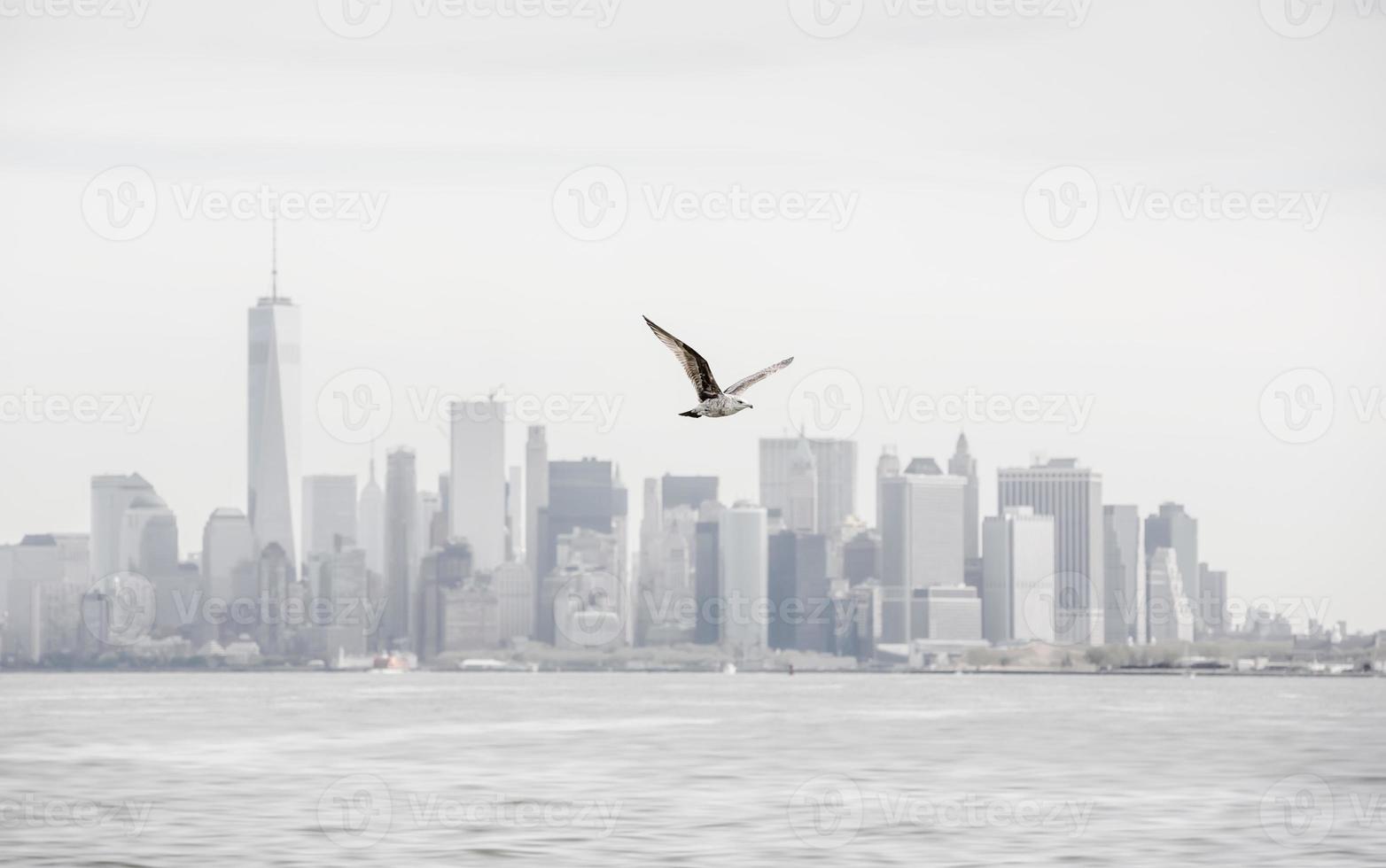 Seagull flying against Manhattan photo