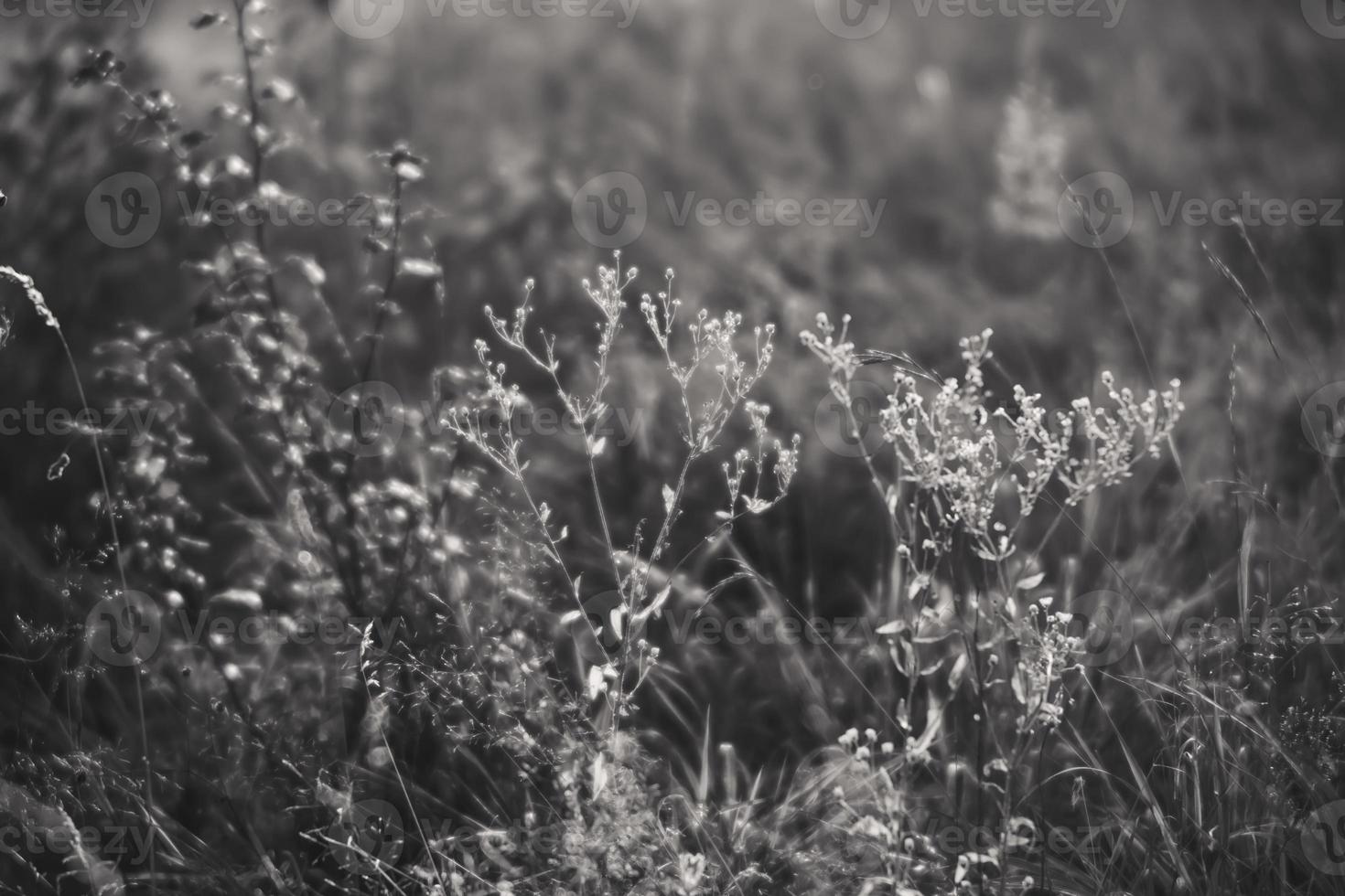 escena con hierba silvestre a la luz del sol foto