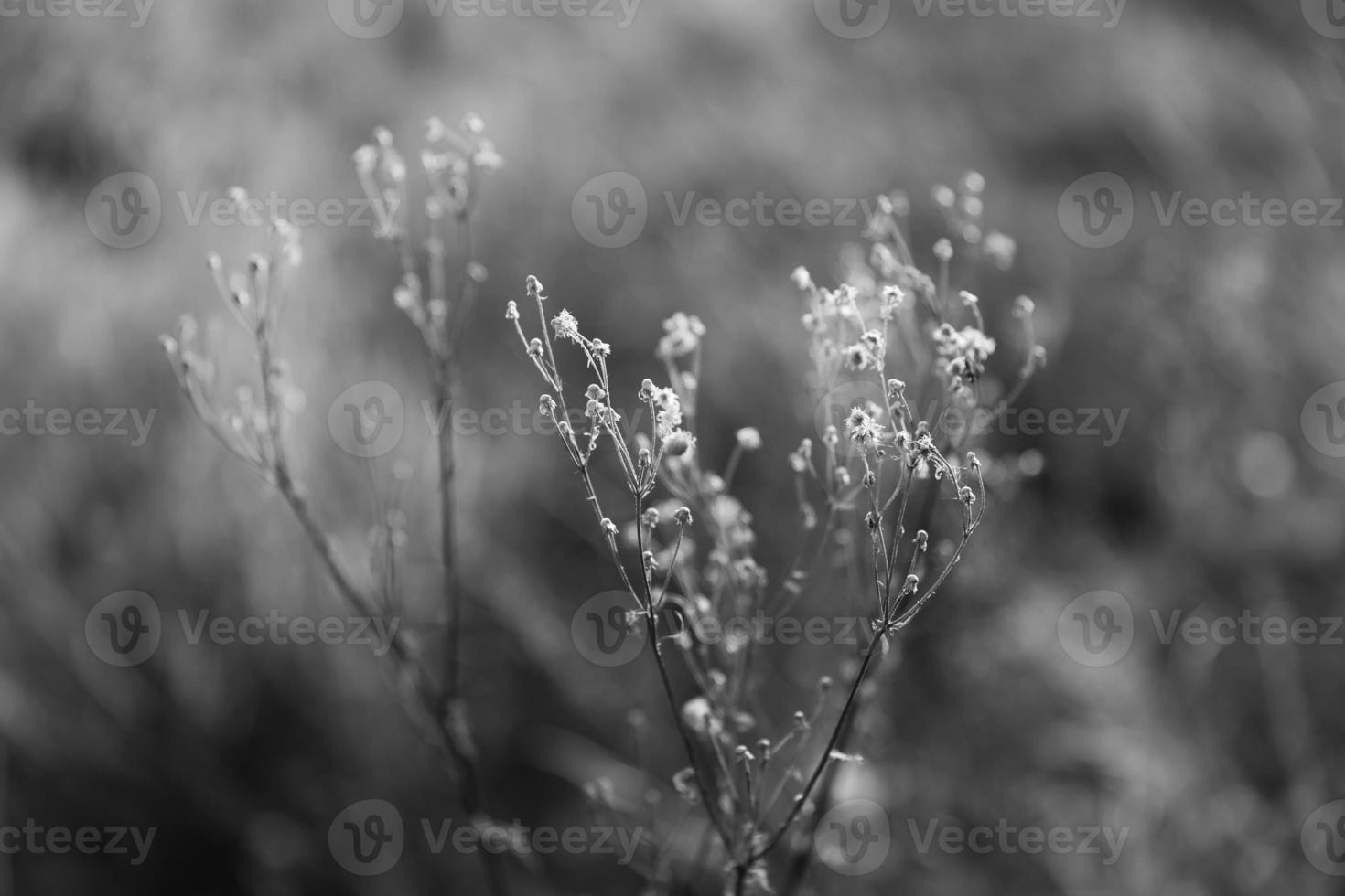 Scene with wild grass on a sun light photo