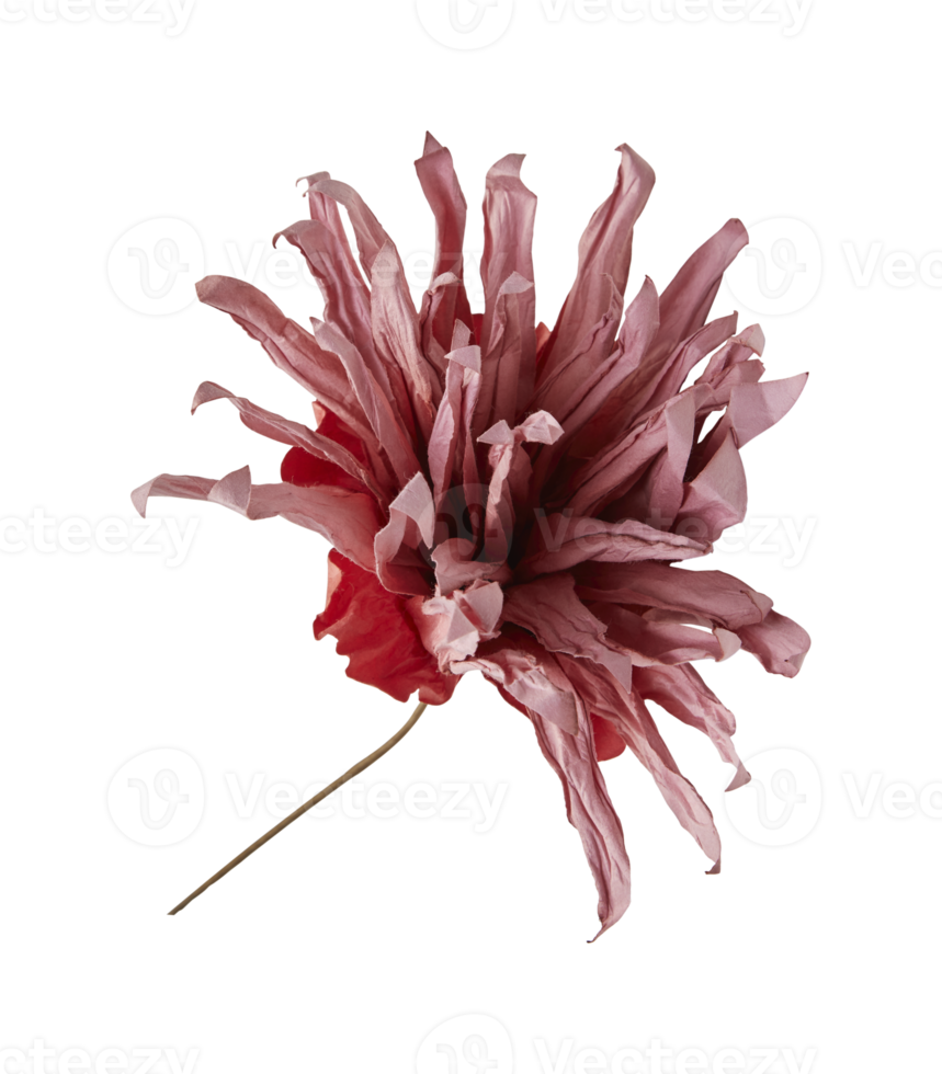 fleurs séchées artificielles de chrysanthème avec papier enregistrer covid 19 avec découpe isolé sur fond transparent png