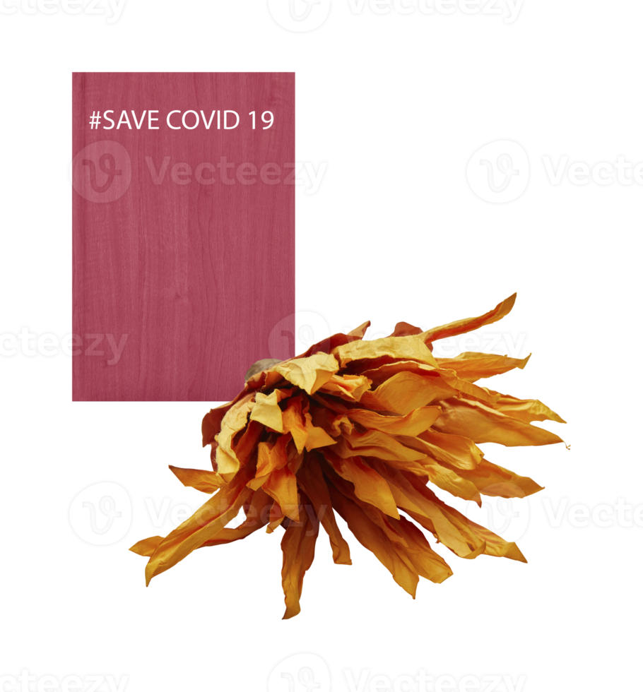 Chrysanthemum artificial dried flowers with paper save covid 19 with cut out isolated on background transparent png