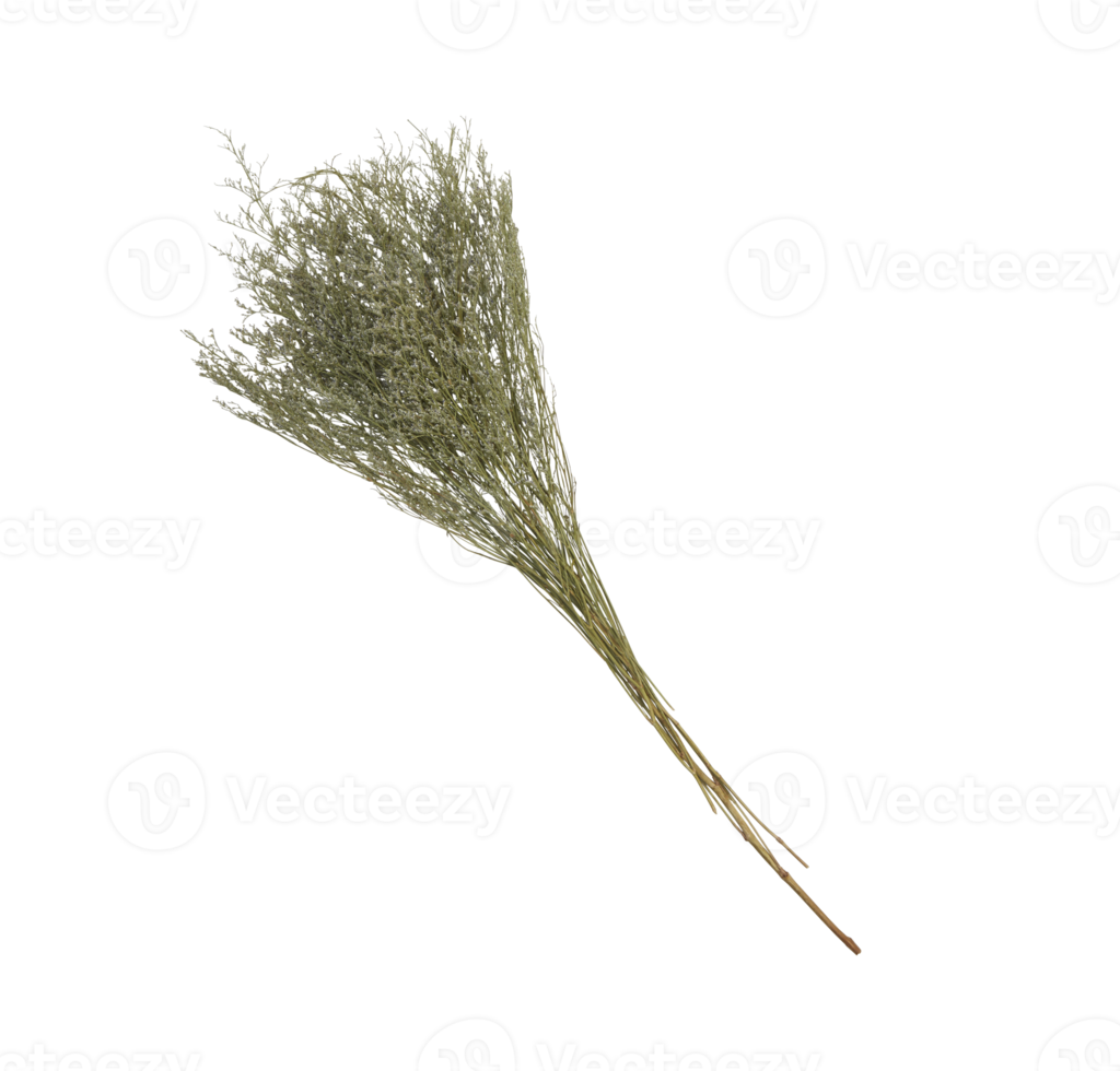 dried flower bouquet with cut out isolated on background transparent png