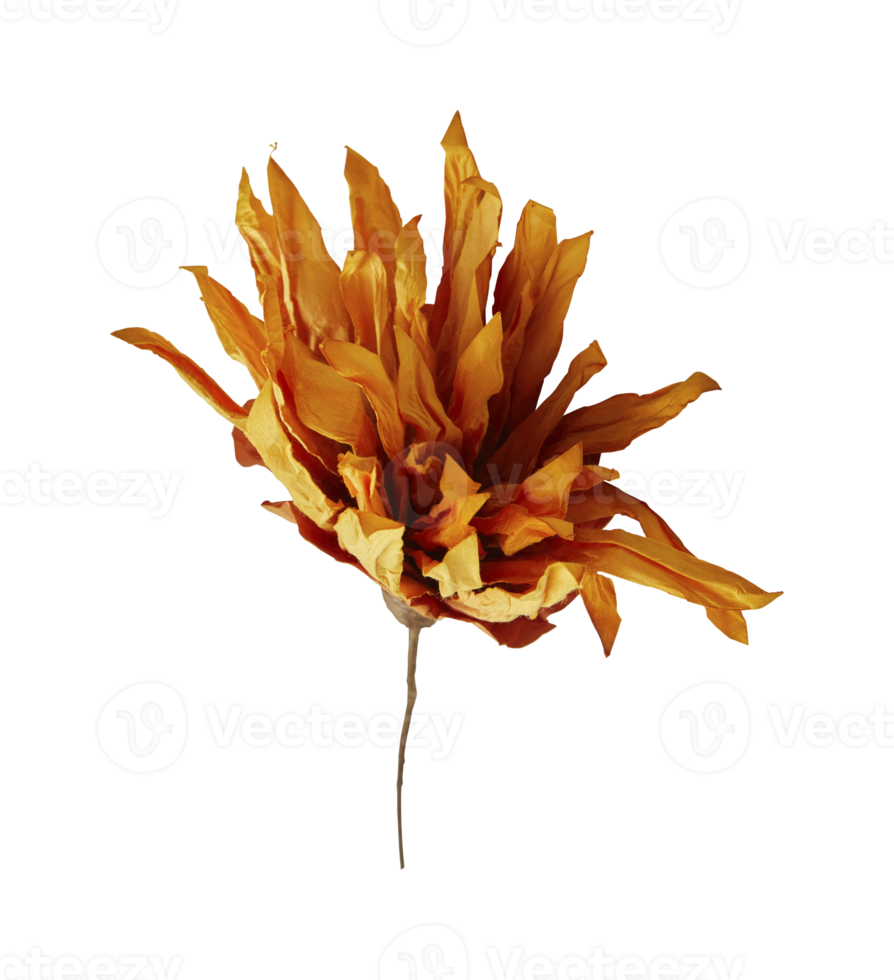 chrysantheme künstliche getrocknete blumen mit papier sparen covid 19 mit ausgeschnittenem isoliert auf transparentem hintergrund png