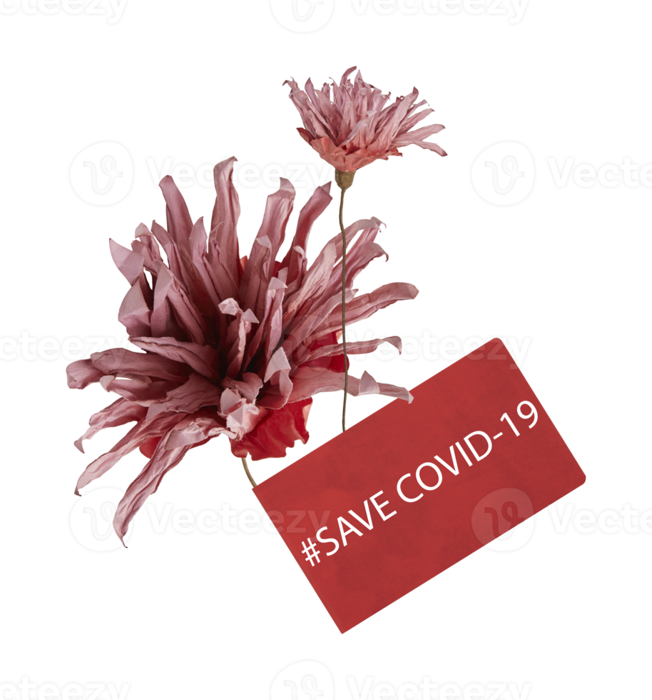 Chrysanthemum artificial dried flowers with paper save covid 19 with cut out isolated on background transparent png