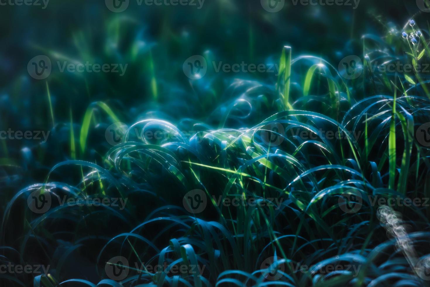Scene with wild grass on a sun light photo