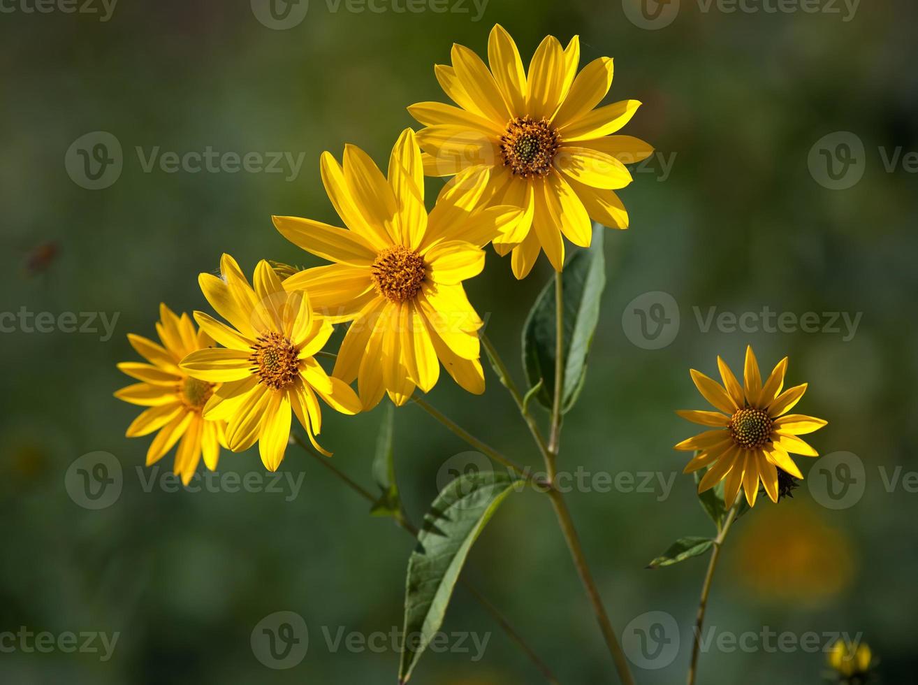 Jerusalem artichoke. Helianthus tuberosus L. photo