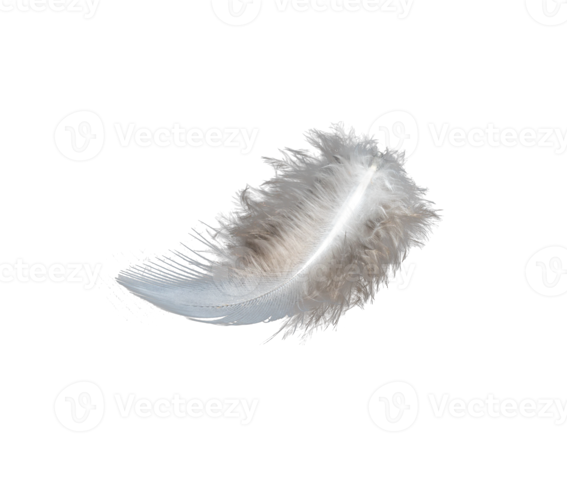 white feather isolated on transparent background PNG file