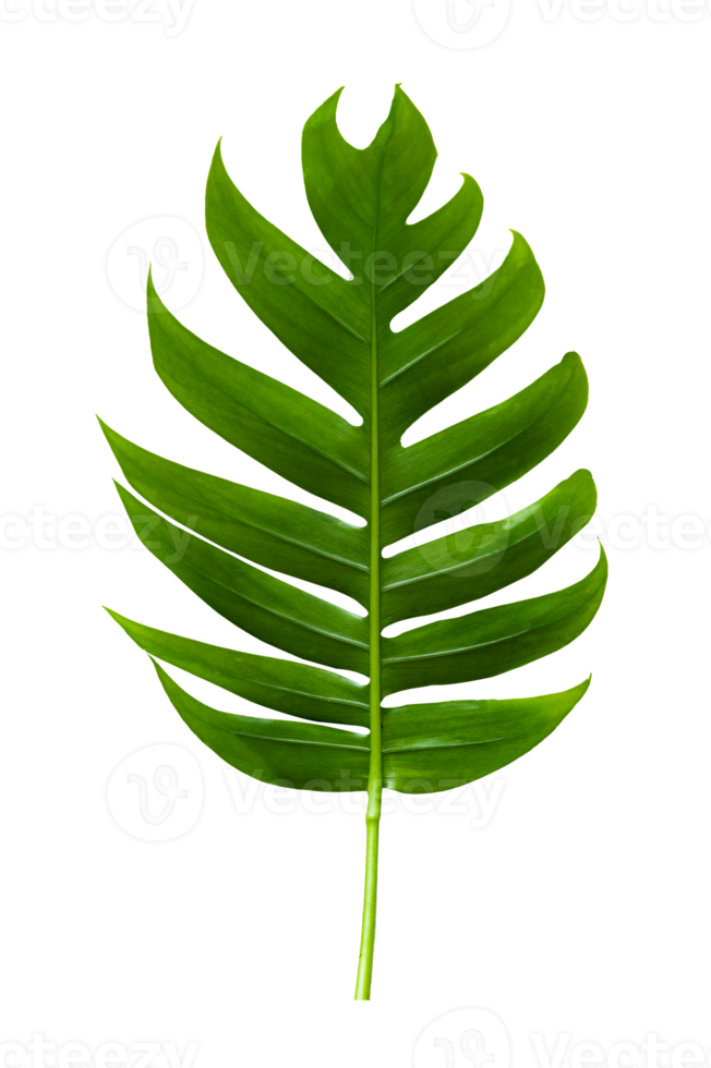 feuilles de monstera de la jungle tropicale isolées sur un fichier png de fond transparent