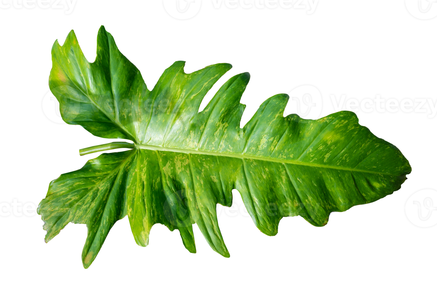 Philodendron Golden Dragon plant Isolate on transparent background PNG file