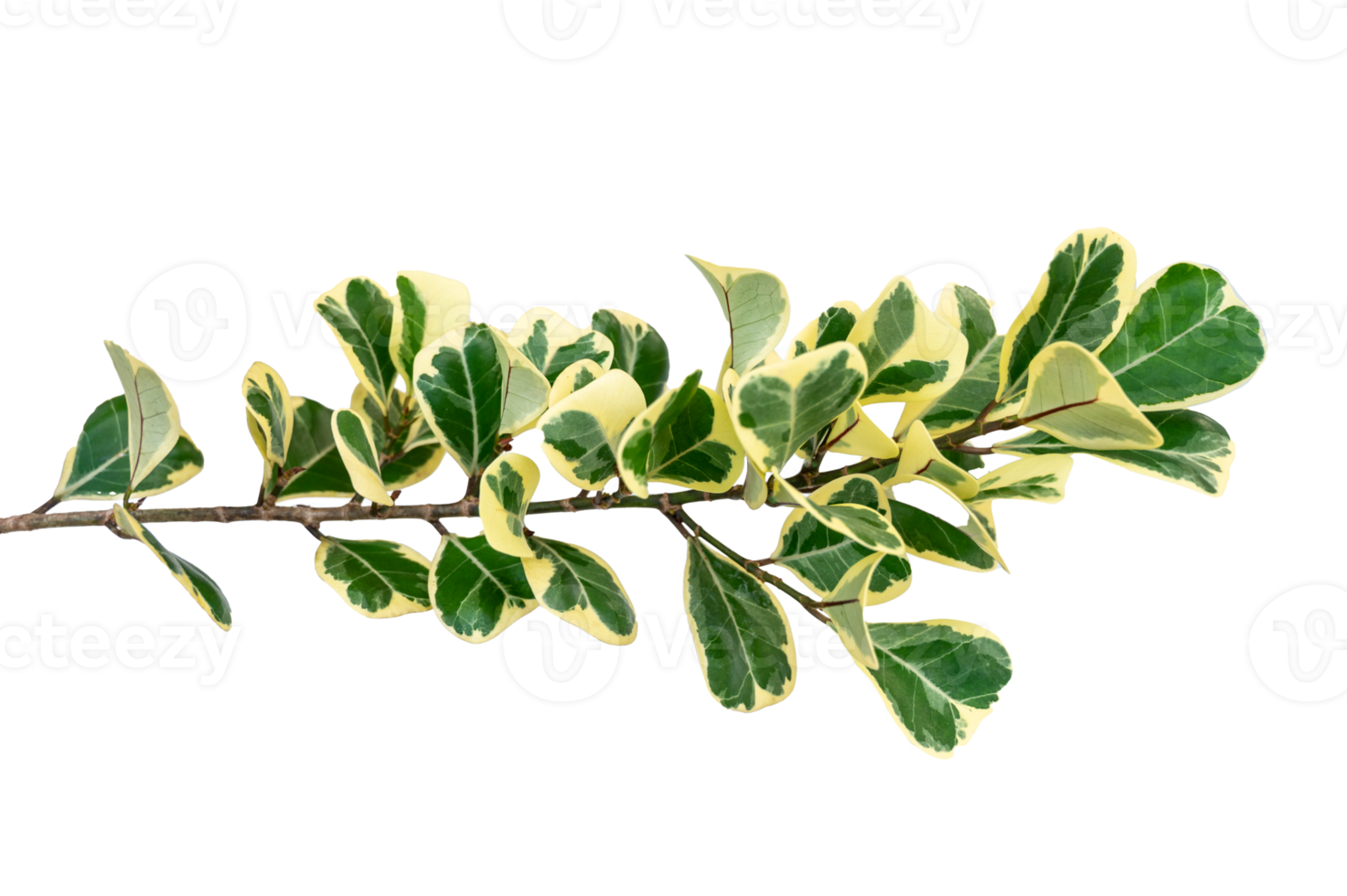 leaf vine Isolate on transparent background PNG file