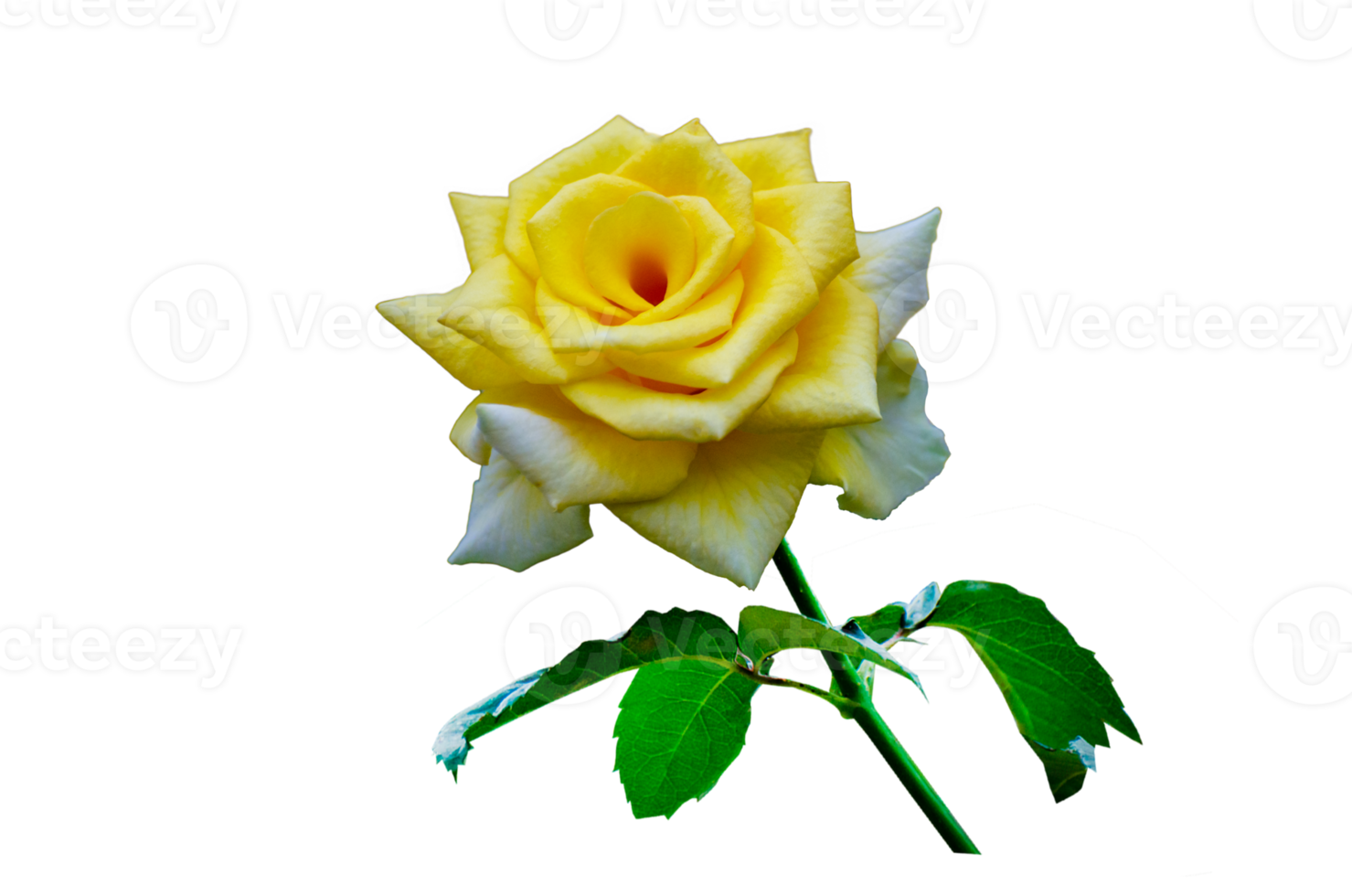 yellow rose Isolated on transparent background PNG file