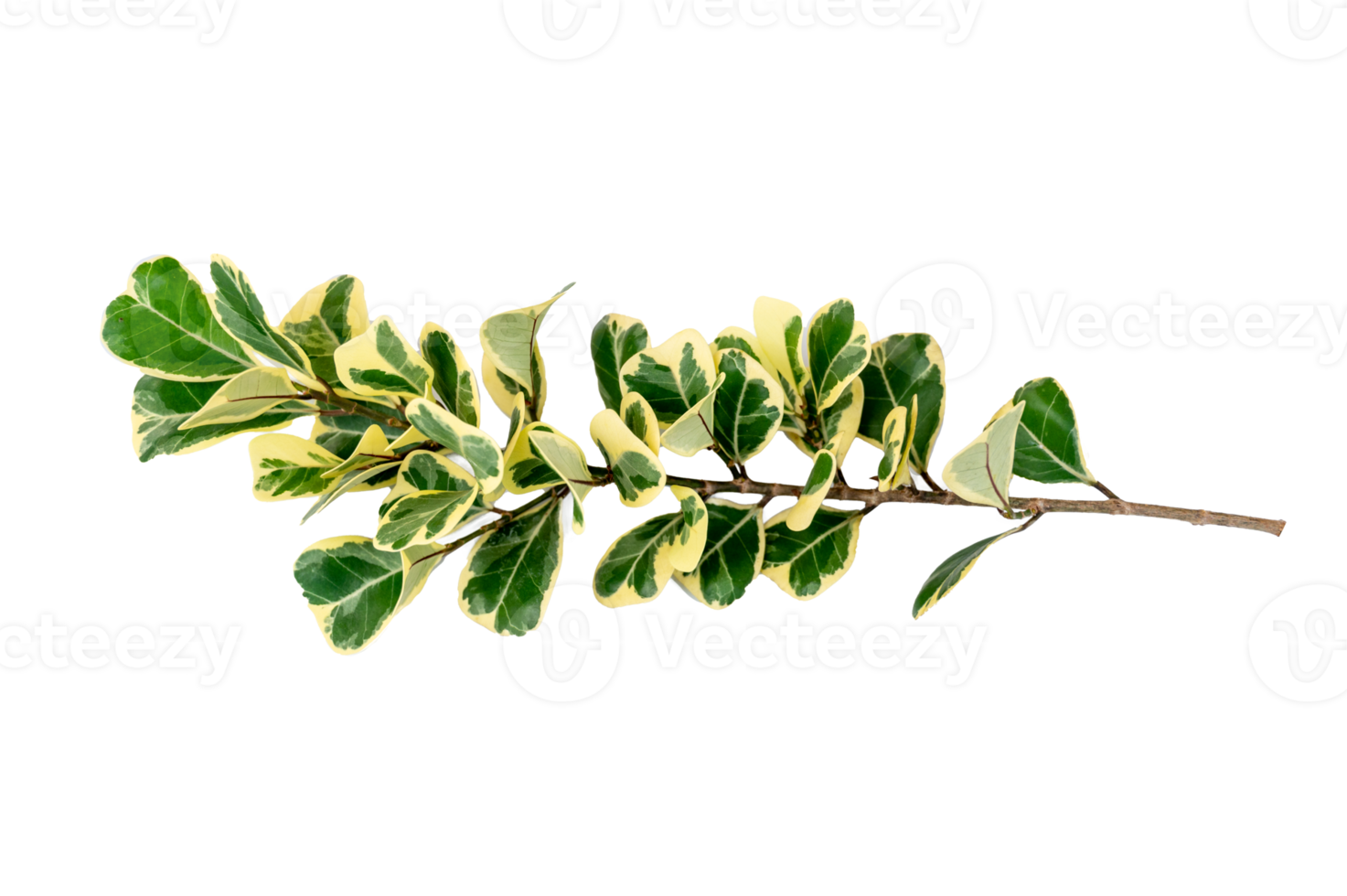 leaf vine Isolate on transparent background PNG file