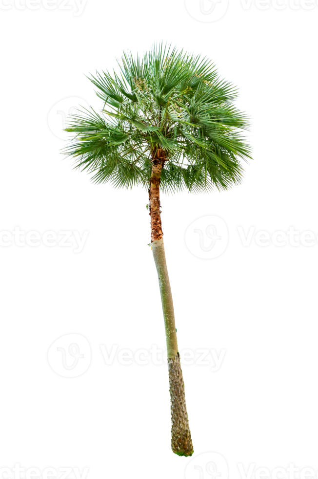 geïsoleerd bomen Aan transparant achtergrond PNG het dossier