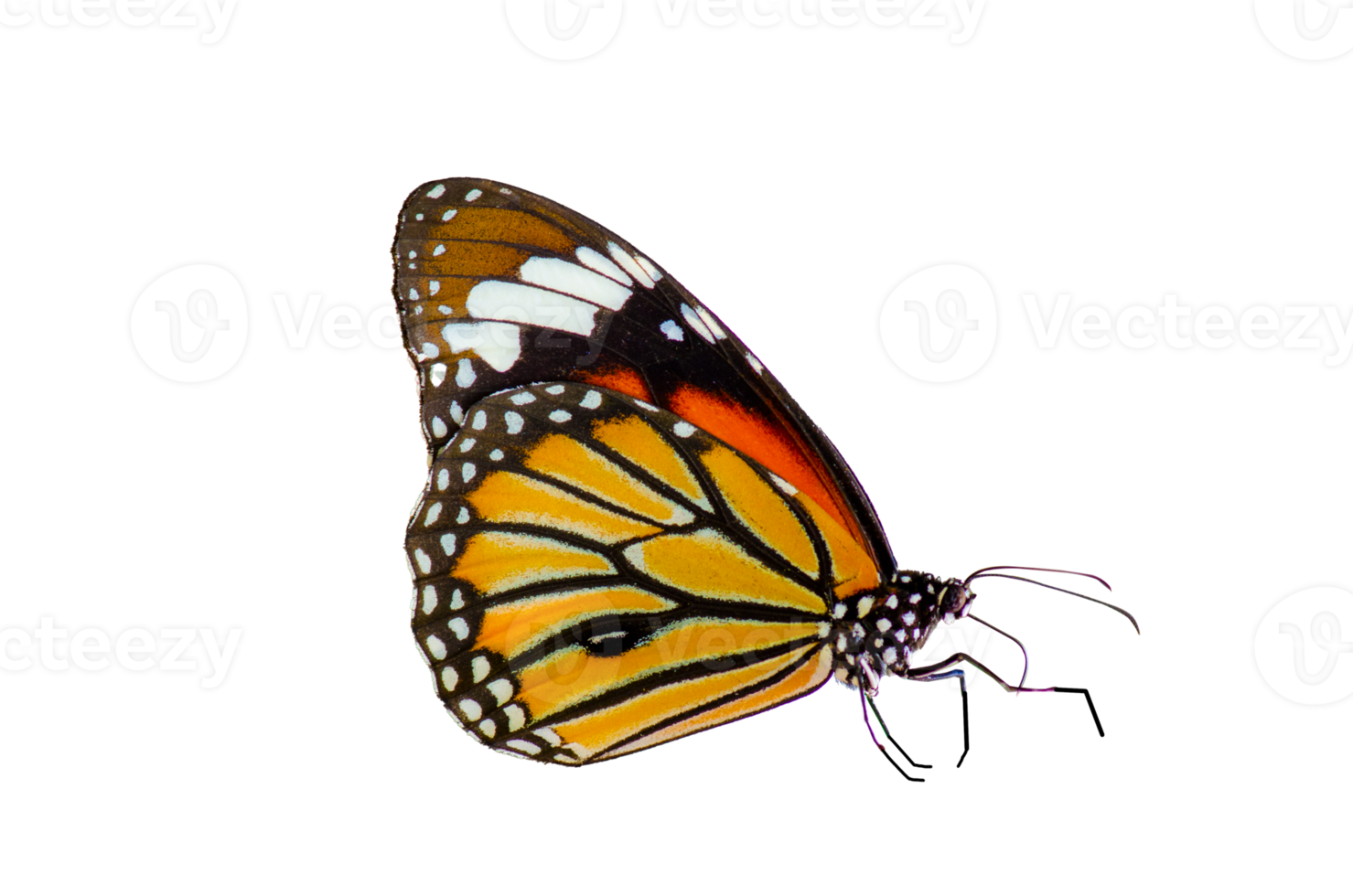 butterfly Isolated on transparent background PNG file