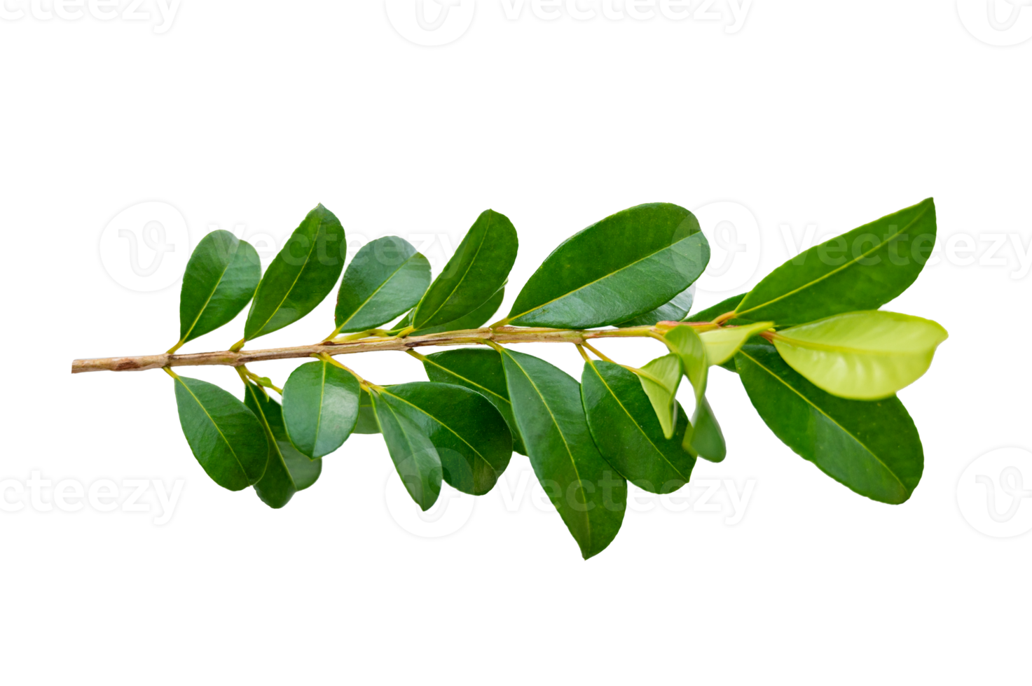 leaf vine Isolate on transparent background PNG file