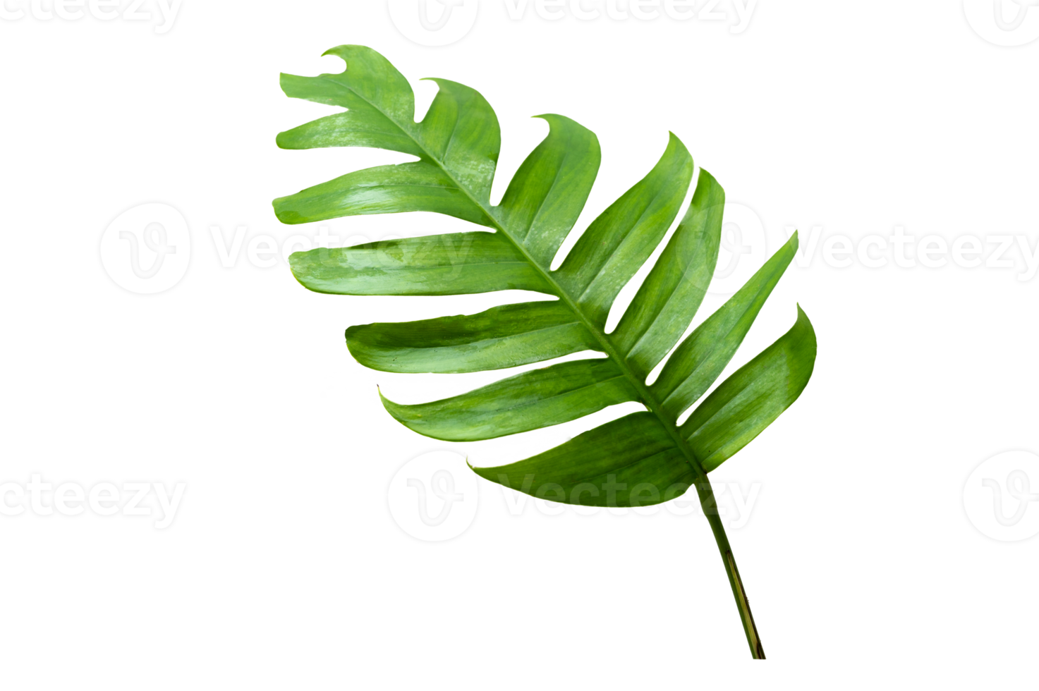 tropical jungle monstera leaves isolated on transparent background PNG file