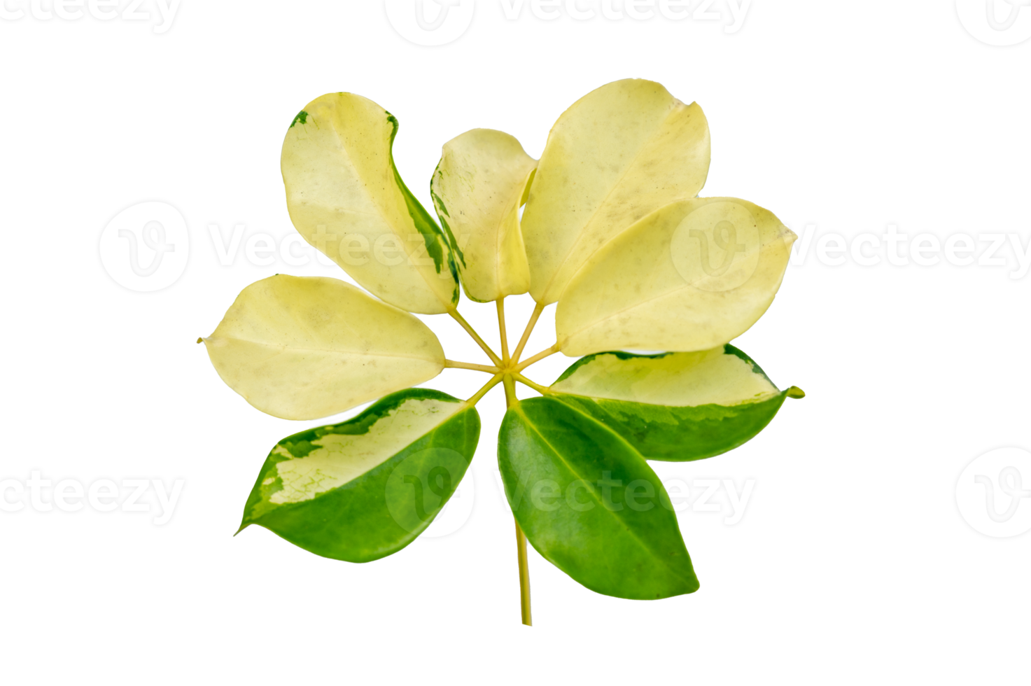 leaf vine Isolate on transparent background PNG file