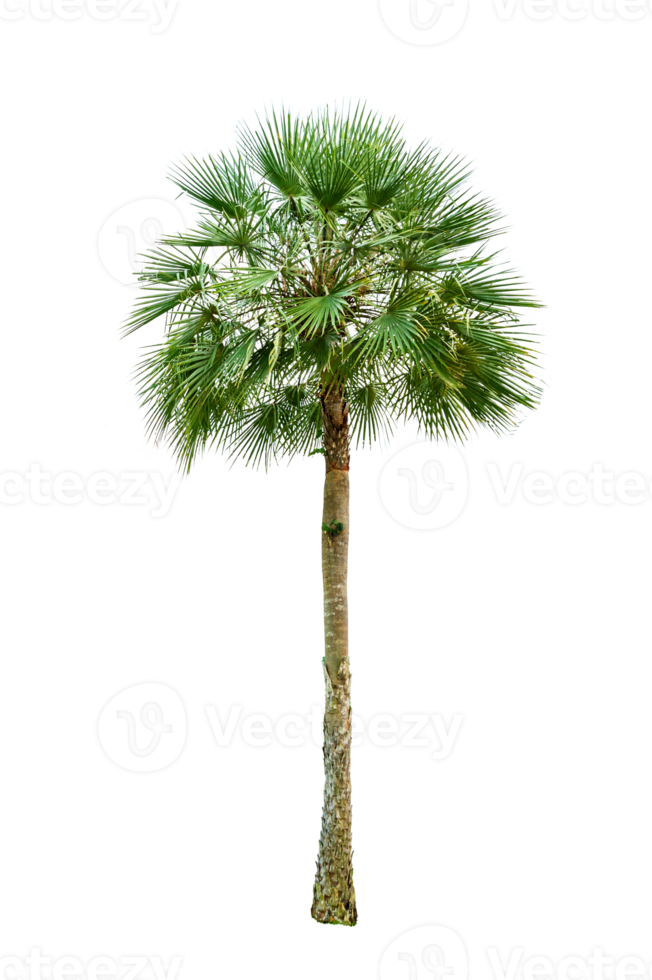 isolierte Bäume auf transparentem Hintergrund png-Datei png