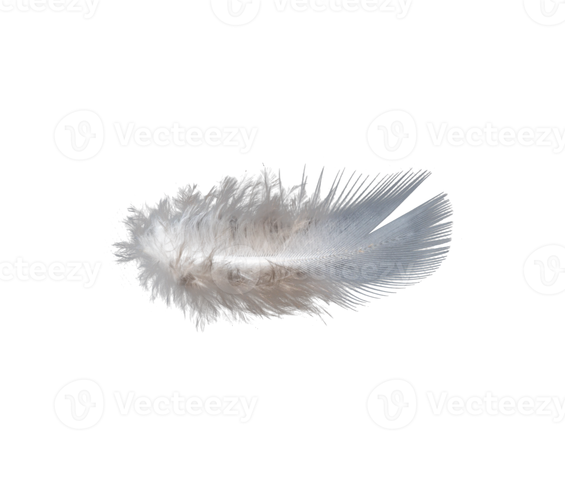 white feather isolated on transparent background PNG file