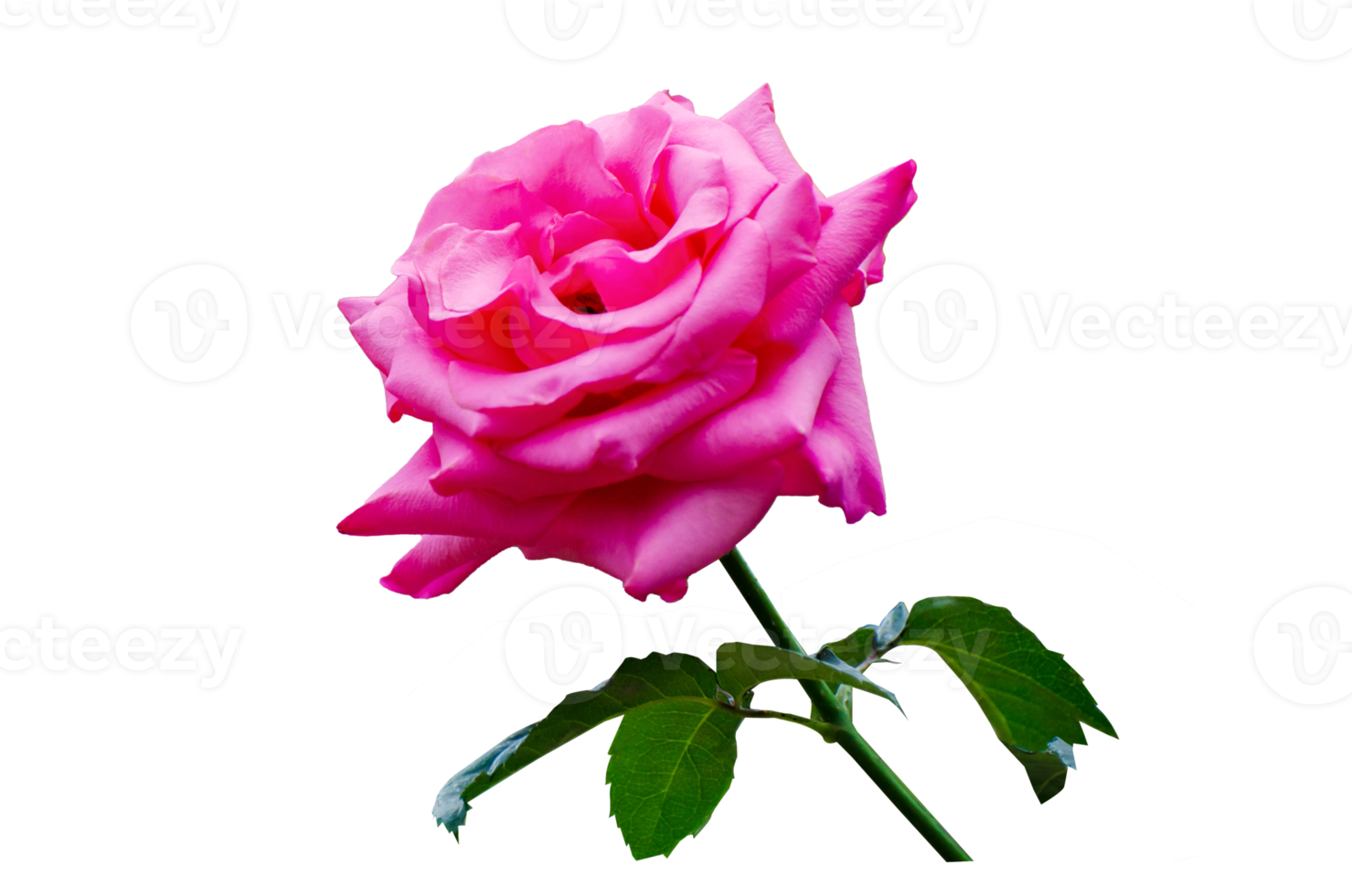 pink rose Isolated on transparent background PNG file