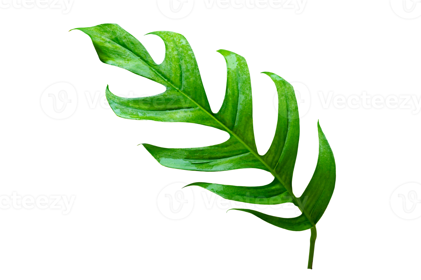 tropical jungle monstera leaves isolated on transparent background PNG file