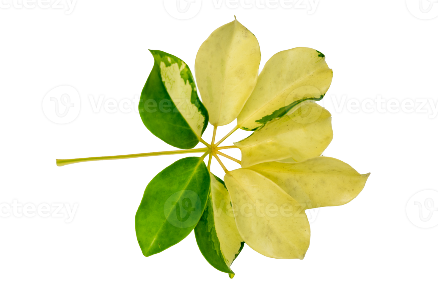 leaf vine Isolate on transparent background PNG file