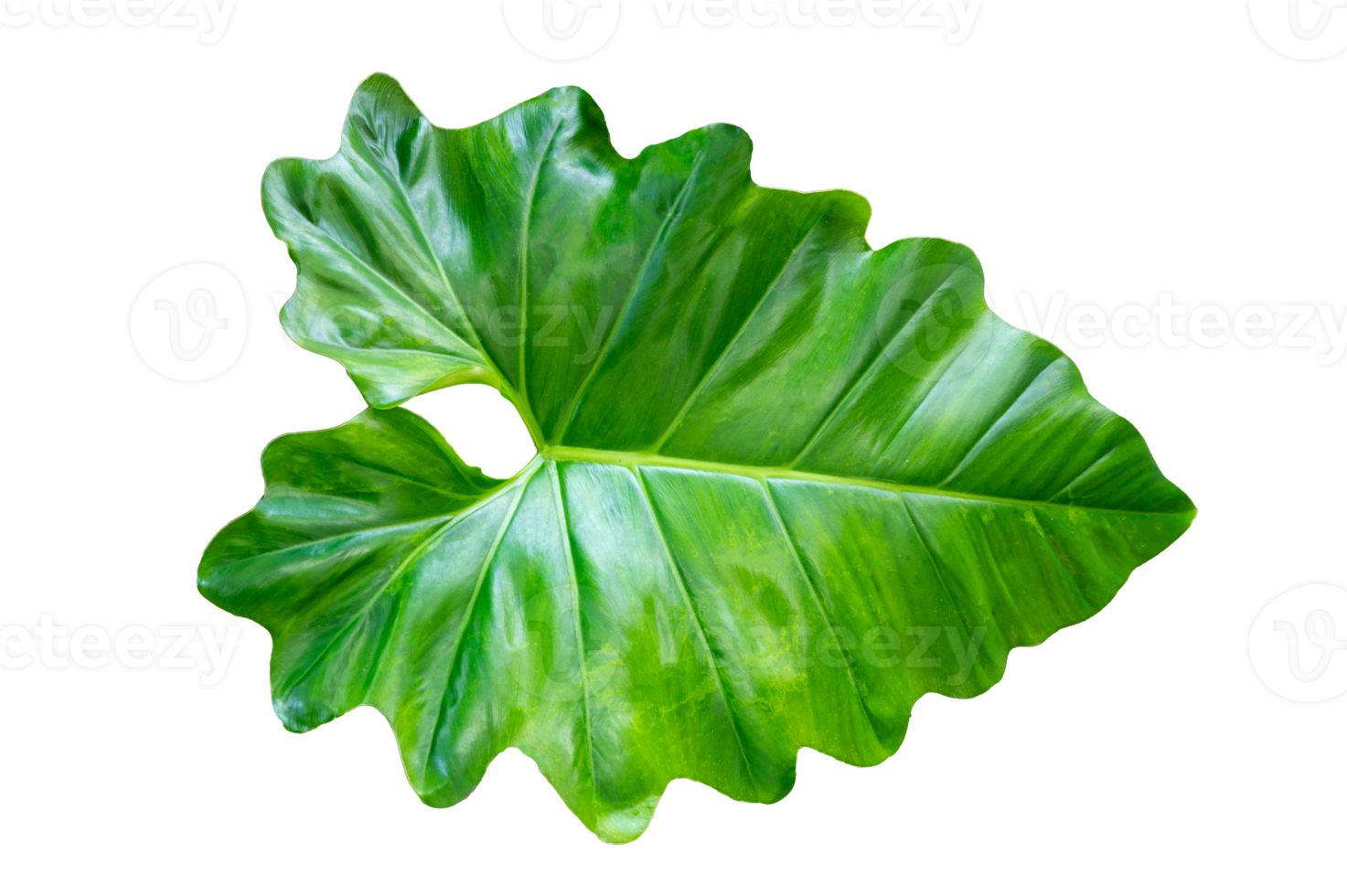 Philodendron Golden Dragon plant Isolate on transparent background PNG file