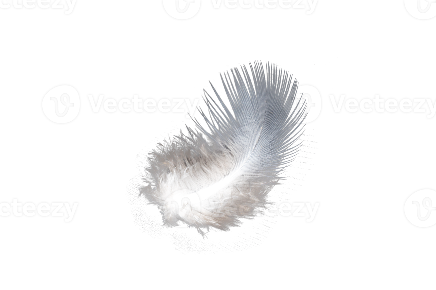 white feather isolated on transparent background PNG file