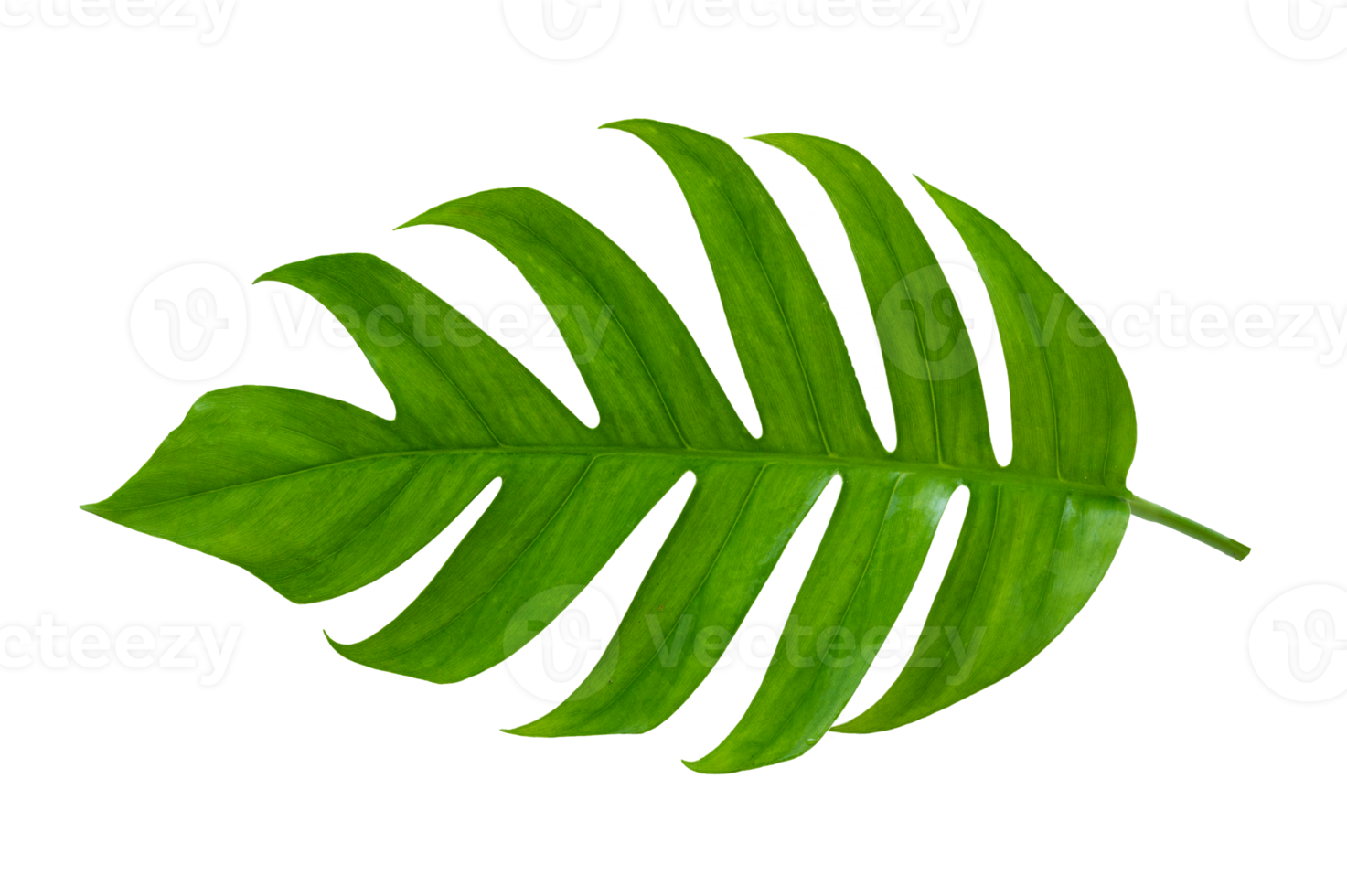 tropical jungle monstera leaves isolated on transparent background PNG file