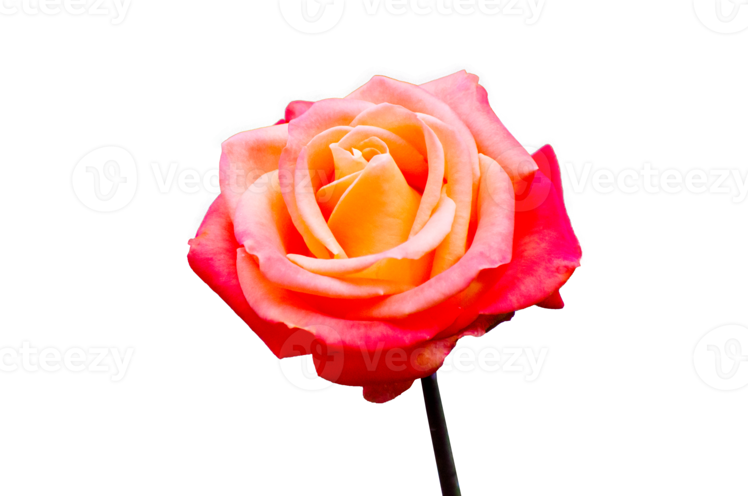 rose rose isolé sur fond transparent fichier png