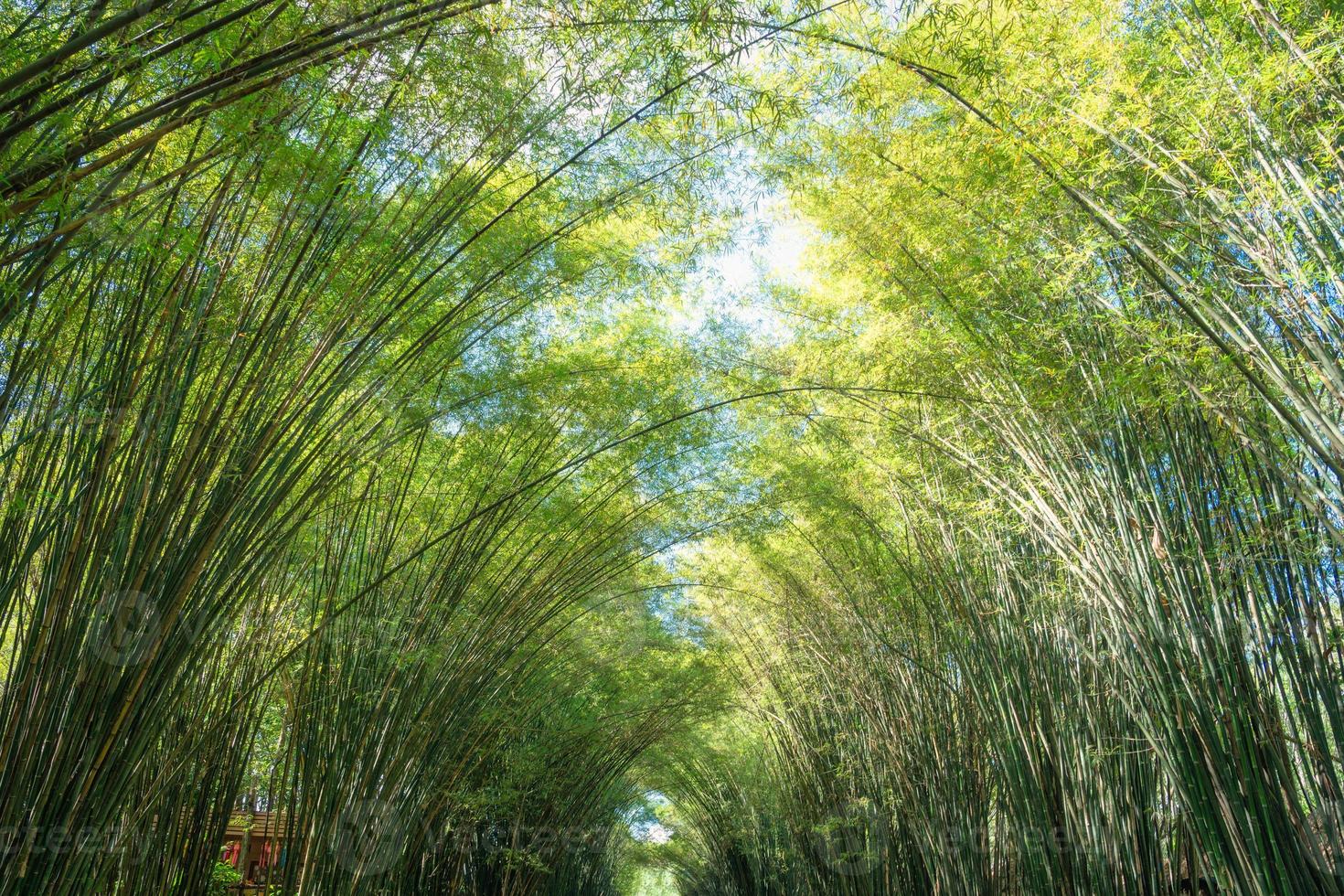 Beautiful arch of bamboo grove growing in the forest at countryside photo