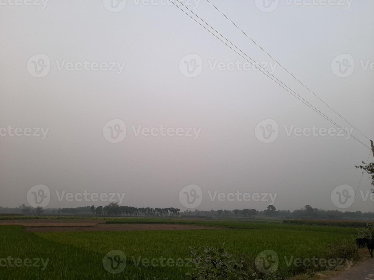 Landscape with Beautiful Paddy fild of the village of Kushtia, Bangladesh, Asia. lovely nature. photo