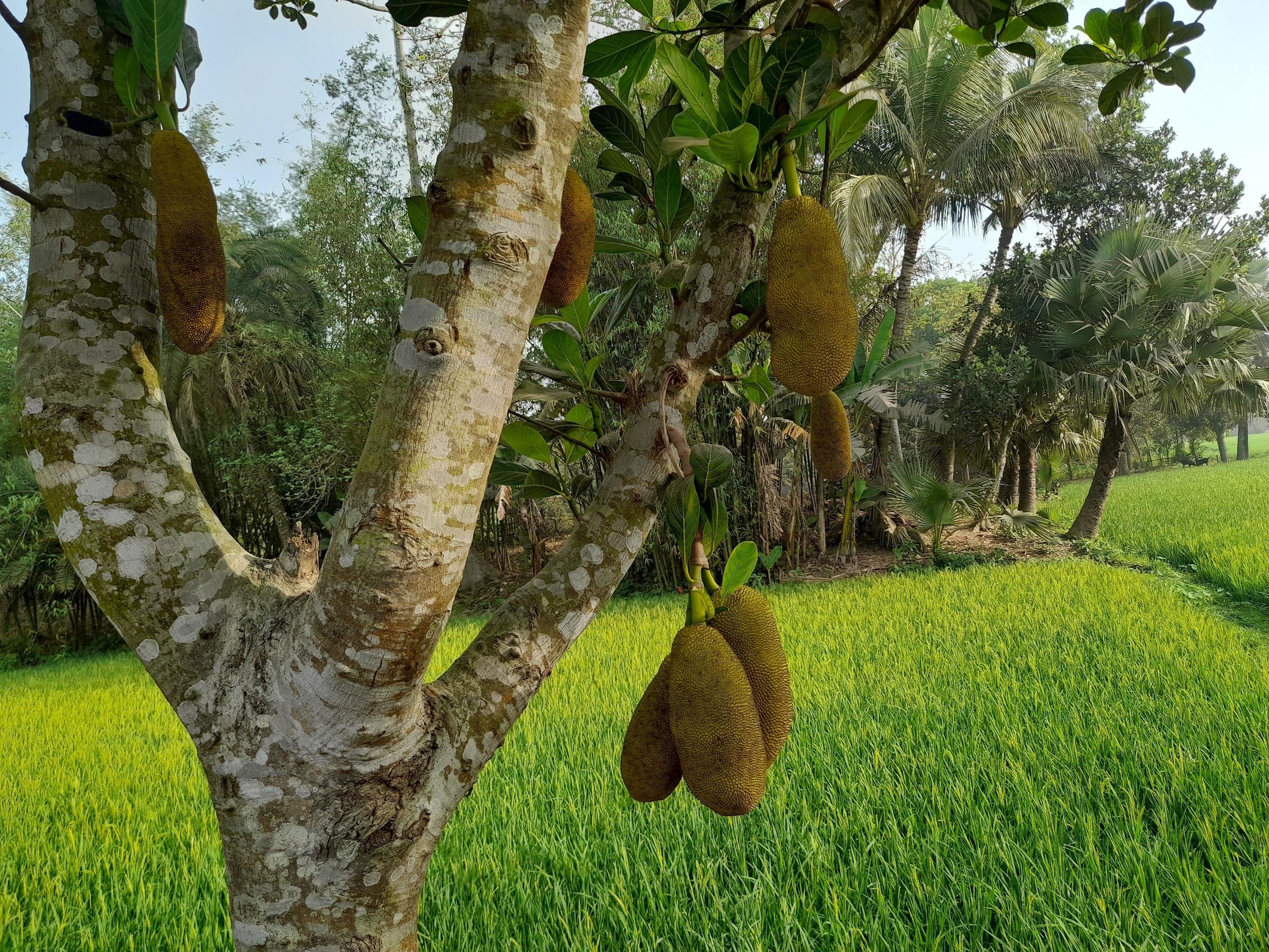 Jackfruits hanging on the tree. Jackfruit is the national fruit of