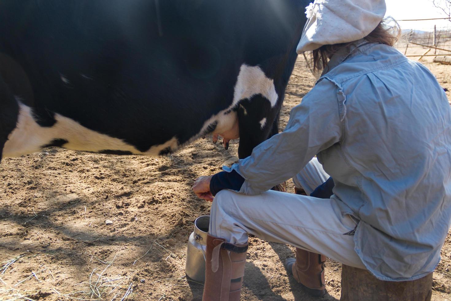 mujer trabajadora rural ordeñando las vacas foto