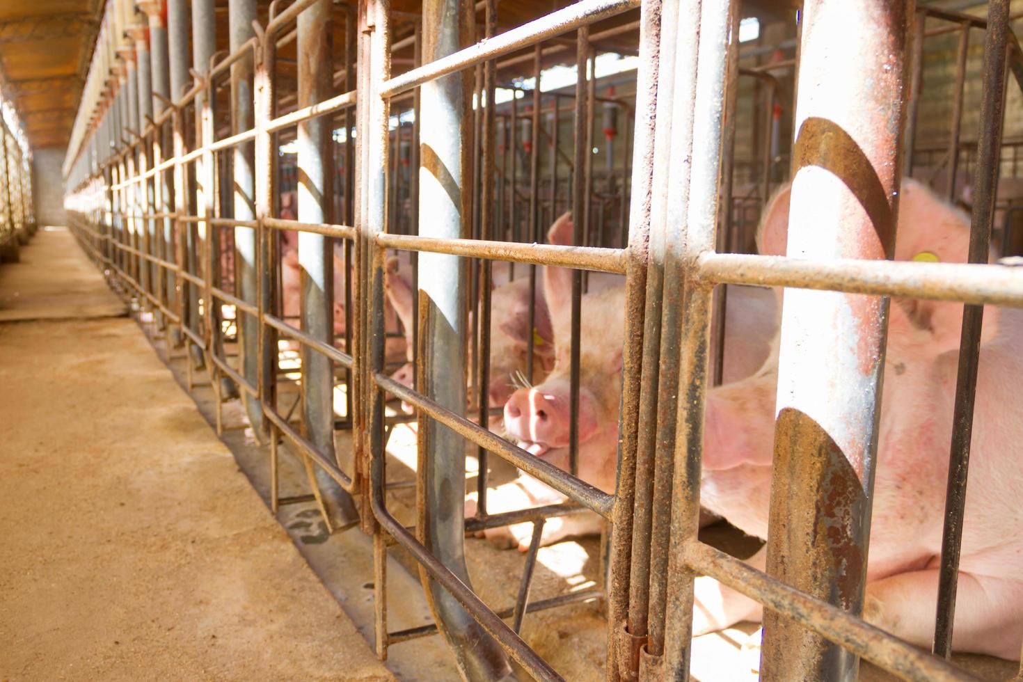 industrial pigs hatchery to consume its meat photo