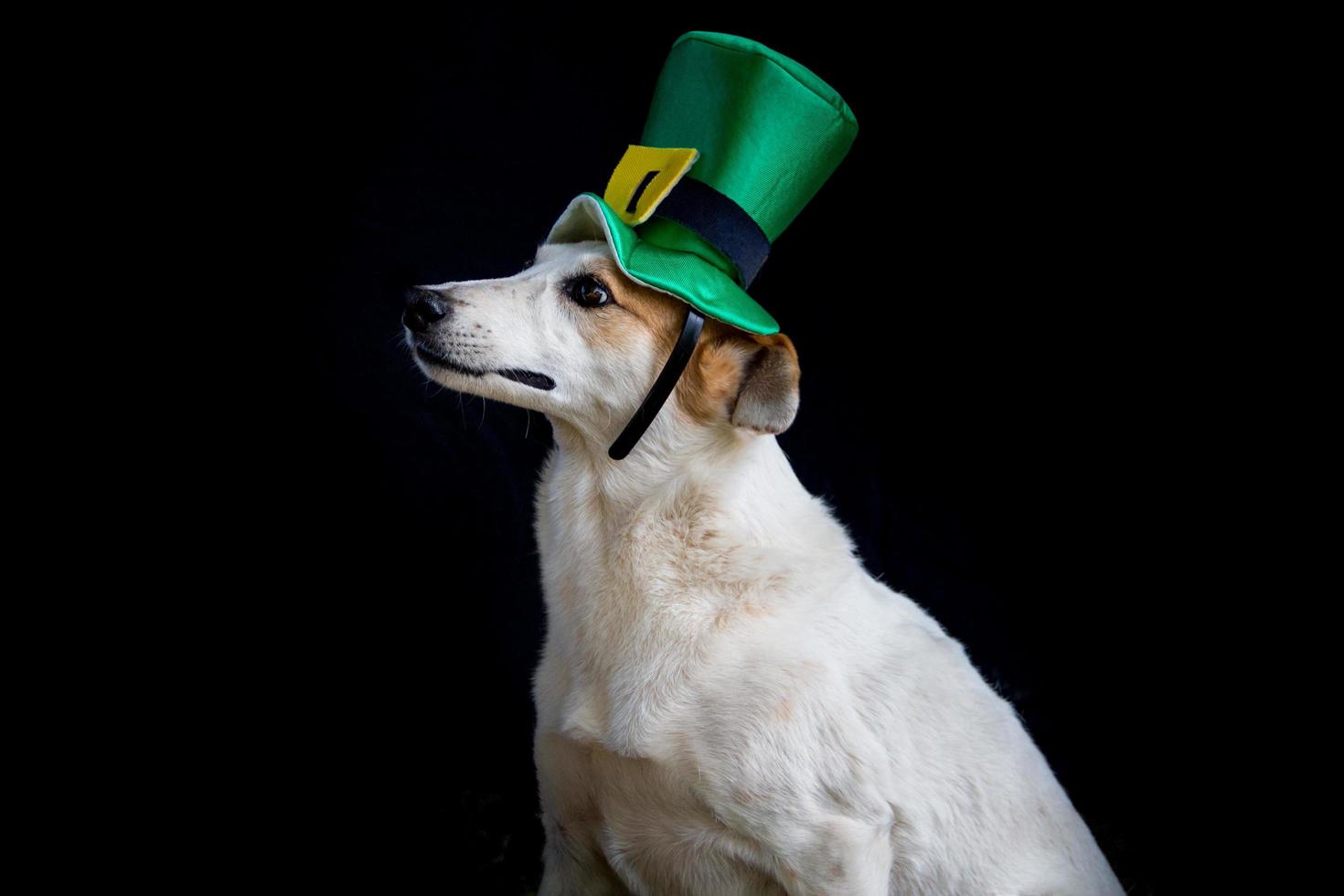 portrait of a mongrel dog with st patricks day hat photo