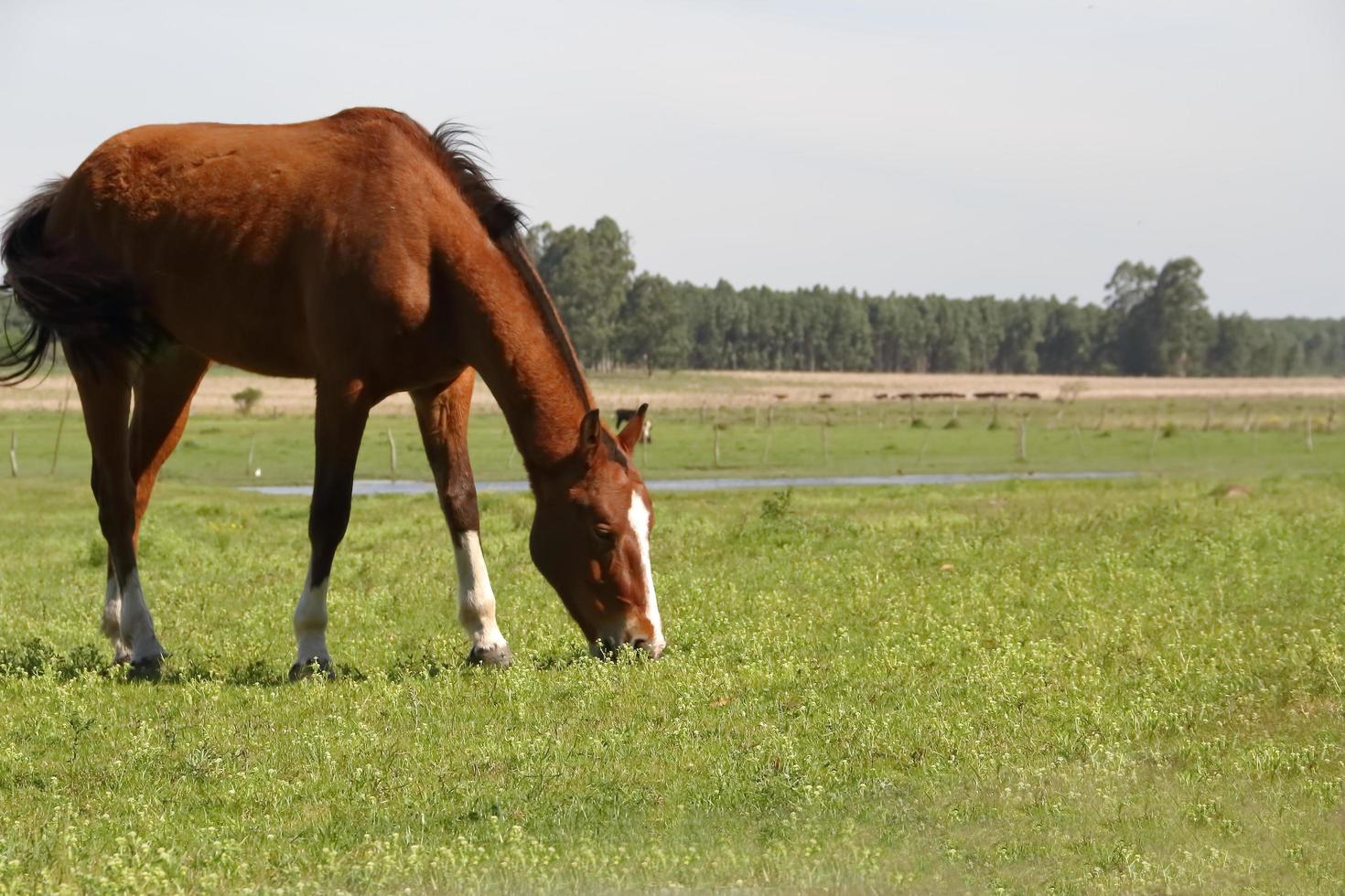 horses grazing in the meadow in spring photo