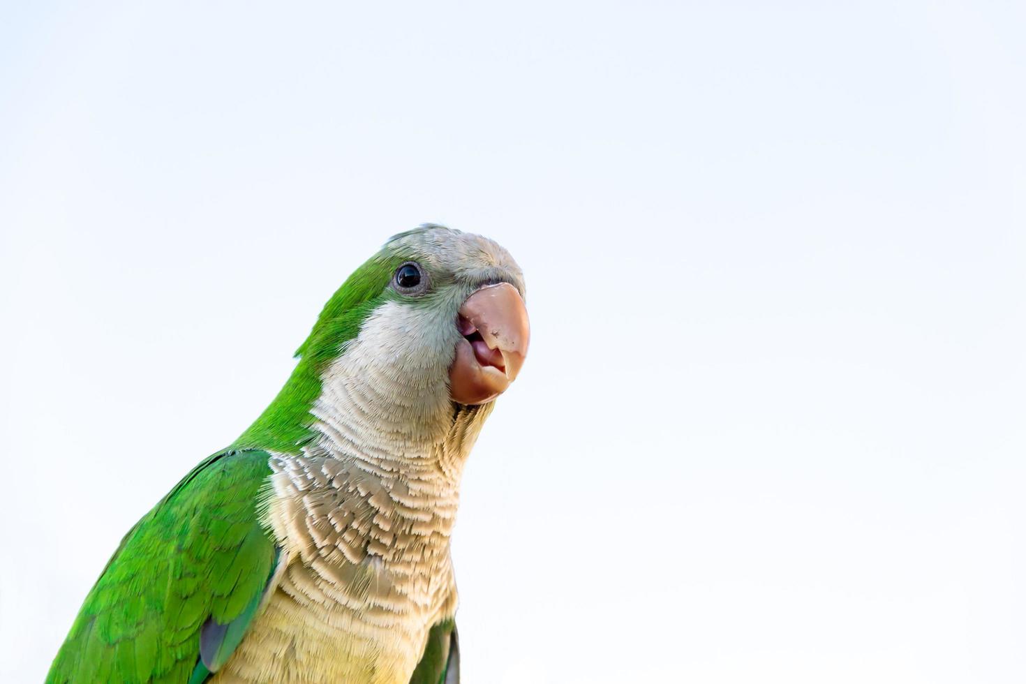 parrot portrait of green and blue feathers white background photo