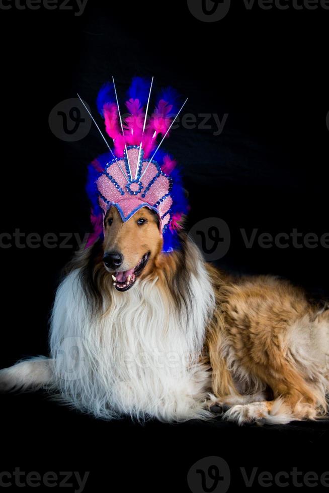 portrait of a rough collie with feather headgear for carnival photo