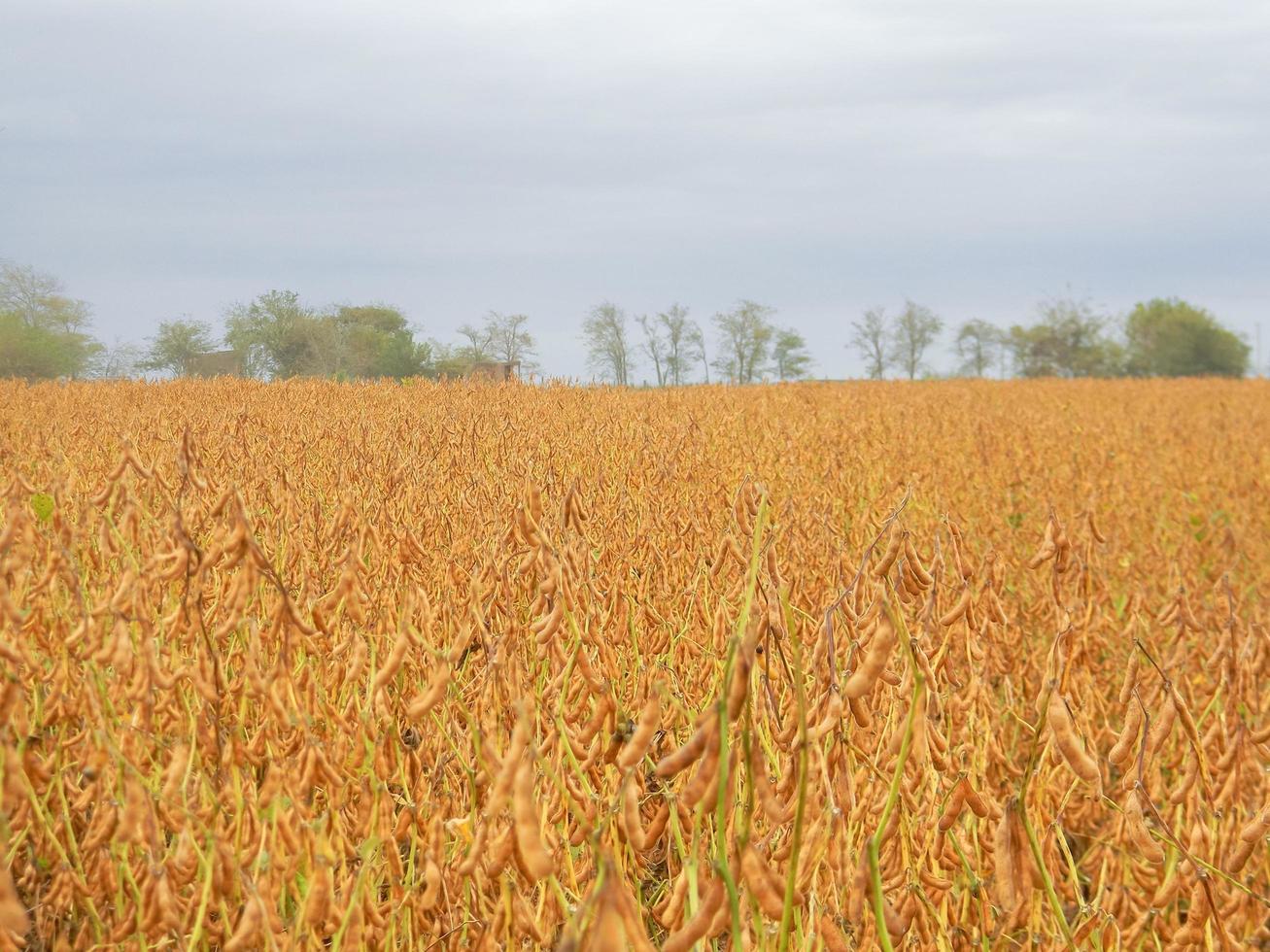 field landscape with mature soybean plantation photo